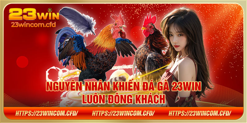 Nguyên nhân khiến đá gà 23WIN luôn đông khách