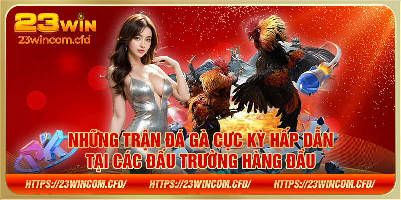 Những trận đá gà cực kỳ hấp dẫn tại các đấu trường hàng đầu